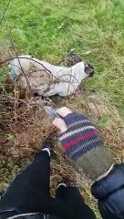 Libérer un mouton d'un buisson de ronces