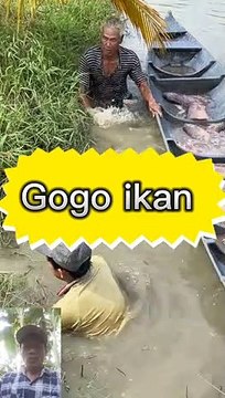 Nyari ikan