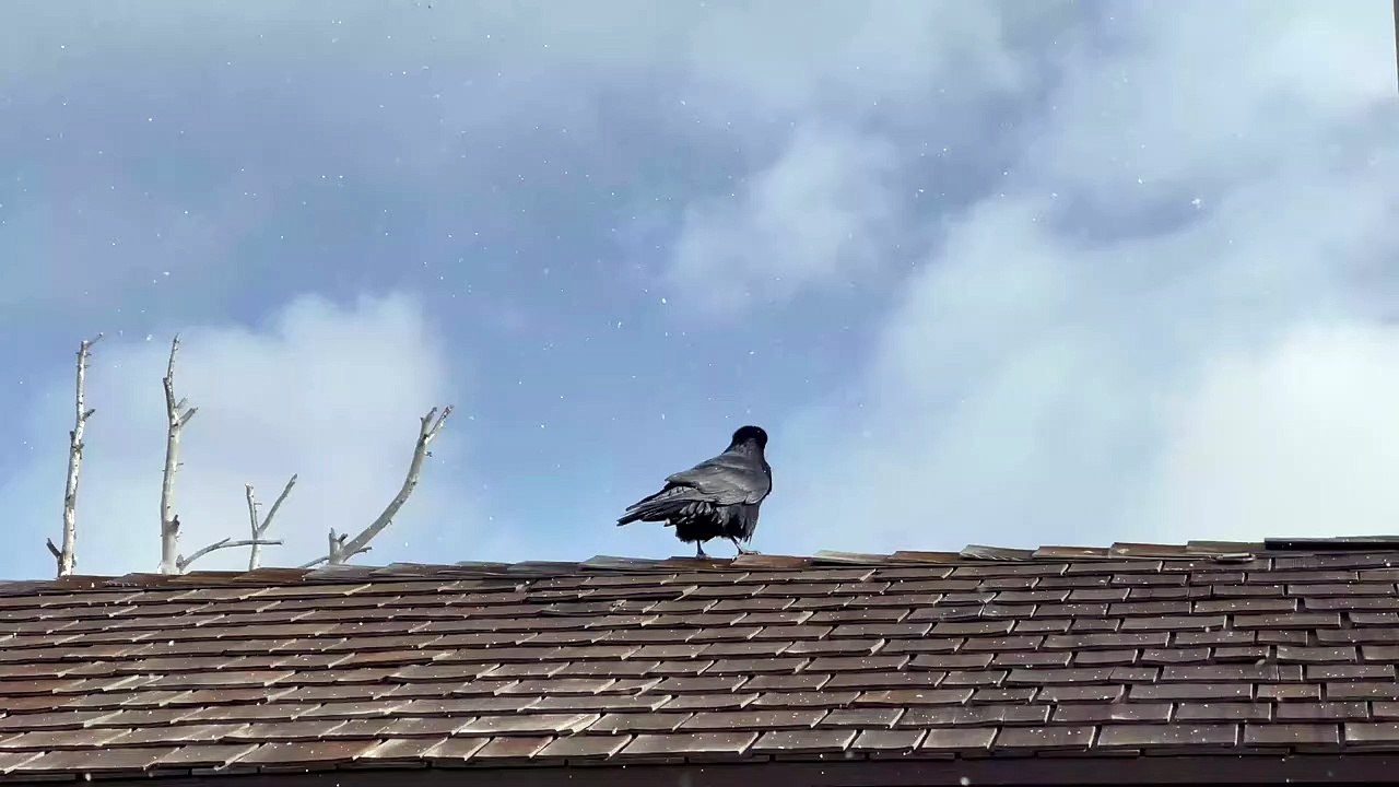 Sonnerie Yellowstone Raven Mimics