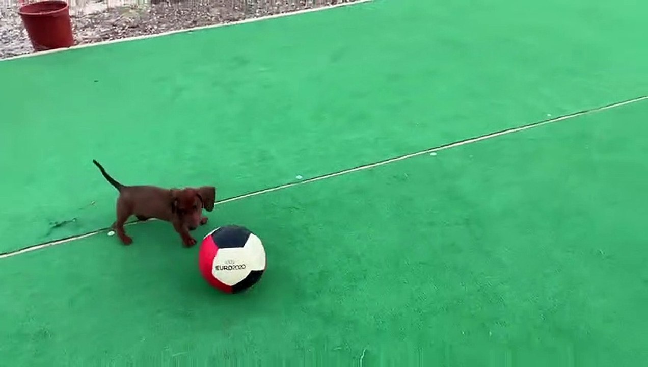 Teckel joue avec un ballon de football