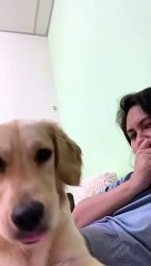 Très doux Golden Retriever veut des câlins et de l'attention