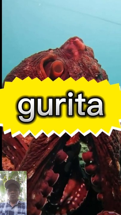 Gurita super besar
