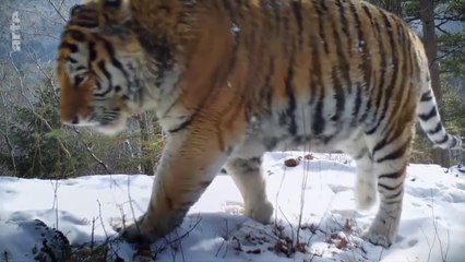 Le grand retour du tigre de Sibérie
