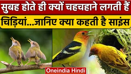 Birds Singing: सुबह सवेरे चिड़ियां क्यों चहचहाना शुरू कर देती हैं? | वनइंडिया हिंदी *offbeat