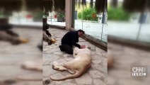 Aslan ve veteriner arasındaki sevgi bağı şaşırtıyor