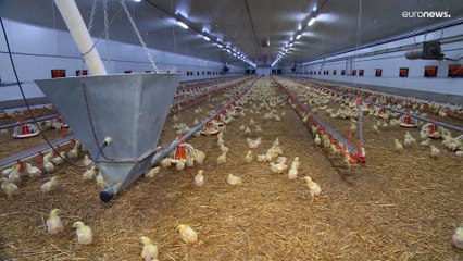 Chéquia vai abater 220 mil galinhas devido a gripe aviária