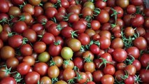 Muğla'dan 60 bin ton domates ihracı
