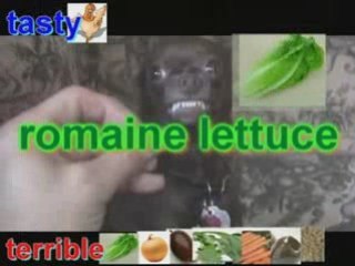 KILLER CHIHUAHUA Bonus Episode: Tasty or Terrible? 🐾