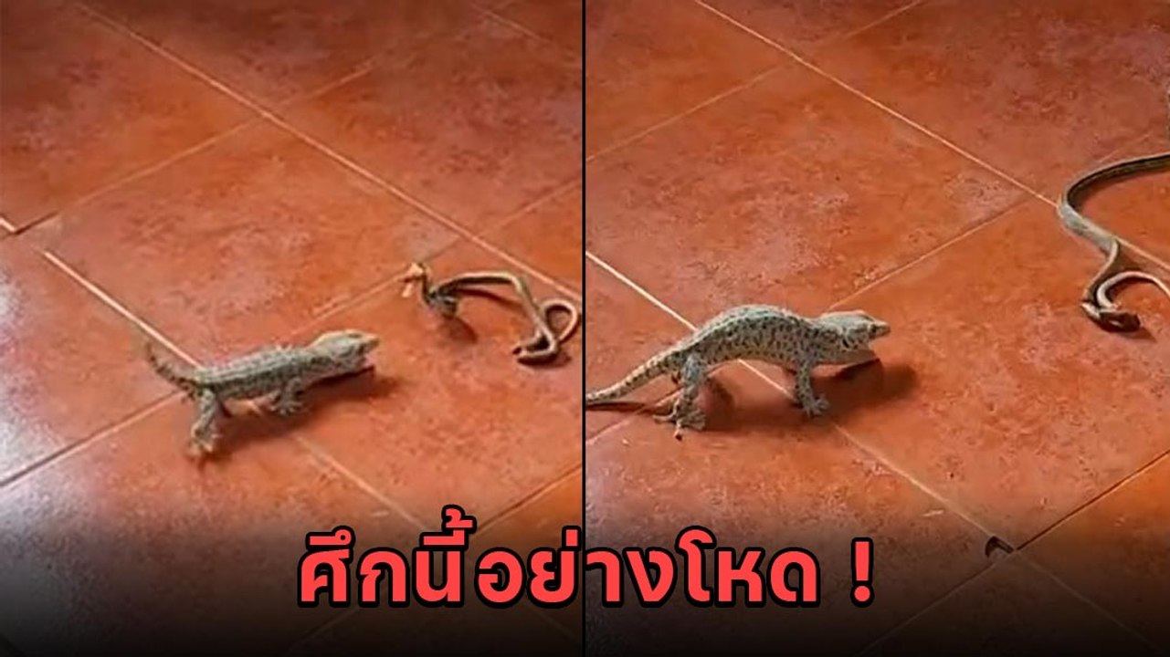 ศึกเดือด ! ตุ๊กแก Vs. งู ไฝว้กันโหดมาก ใครจะอยู่ใครจะไป
