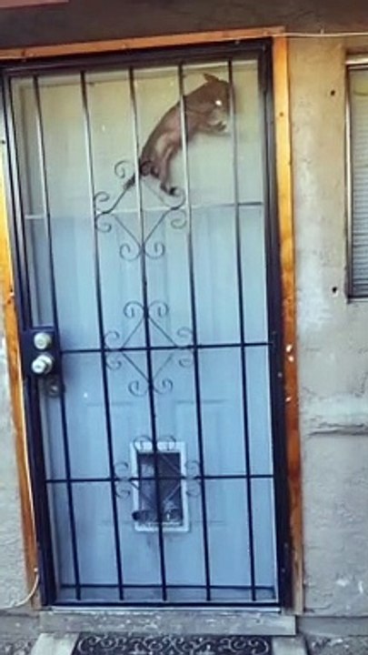 funny animals and birds | dogs and cats | funny pets #shorts #viral #shortsvideo