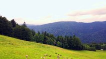 Le Massif des Vosges Sud vue par drone - France