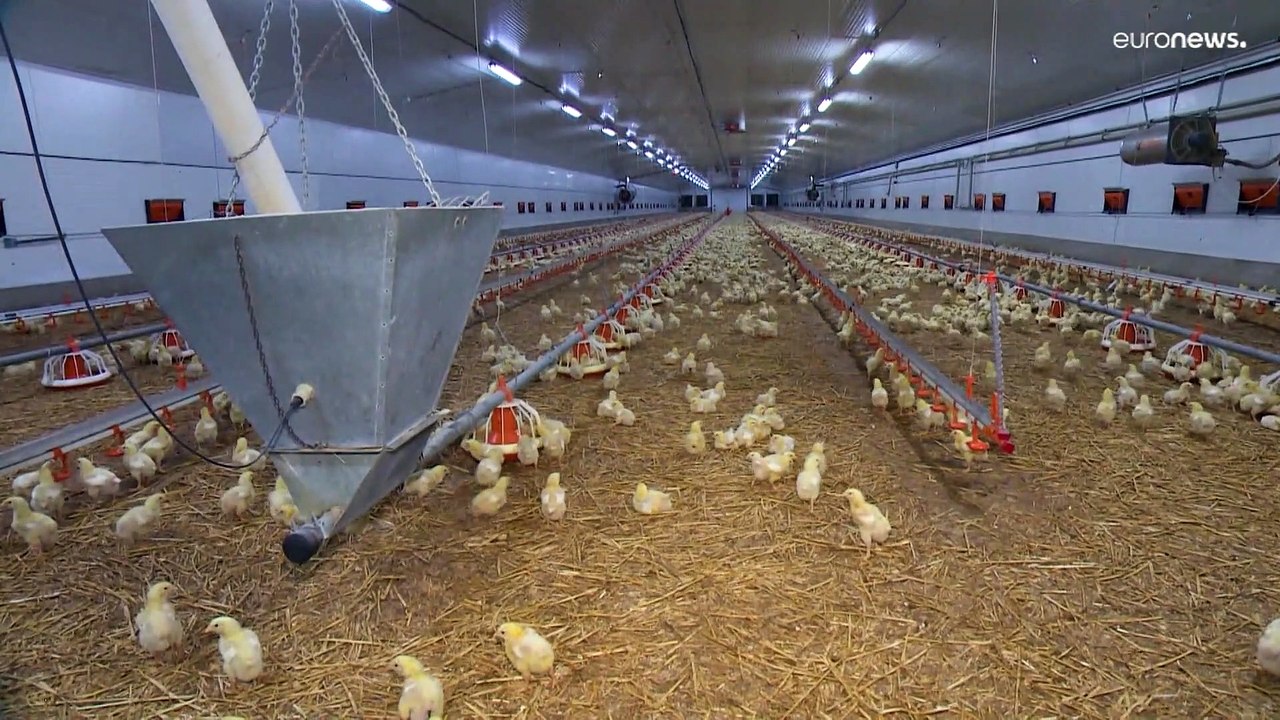 Grippe aviaire : en Rép. tchèque, découverte du plus grand foyer jamais identifié dans le pays