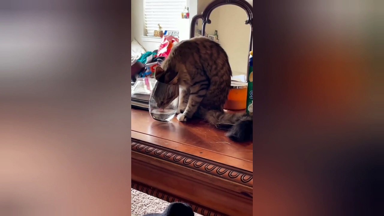 Best baby cats and dogs videos compilation #12 || #2023