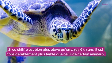 Record : ce géant est le plus vieil animal terrestre du monde et il est encore vivant