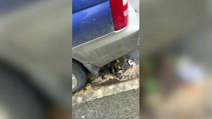 Totnes Devon "river of sewage"