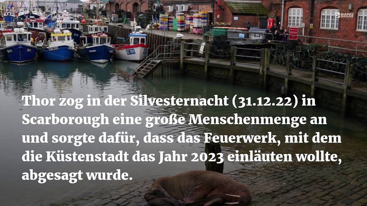 Das Walross Thor kehrt nach einer Übernachtung in Blyth ins Meer zurück