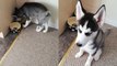 Naughty puppy proudly shows off the mess she made in her owner's absence