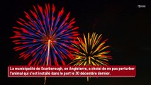 Une ville annule son feu d’artifice pour ne pas déranger la tranquillité d’un morse !