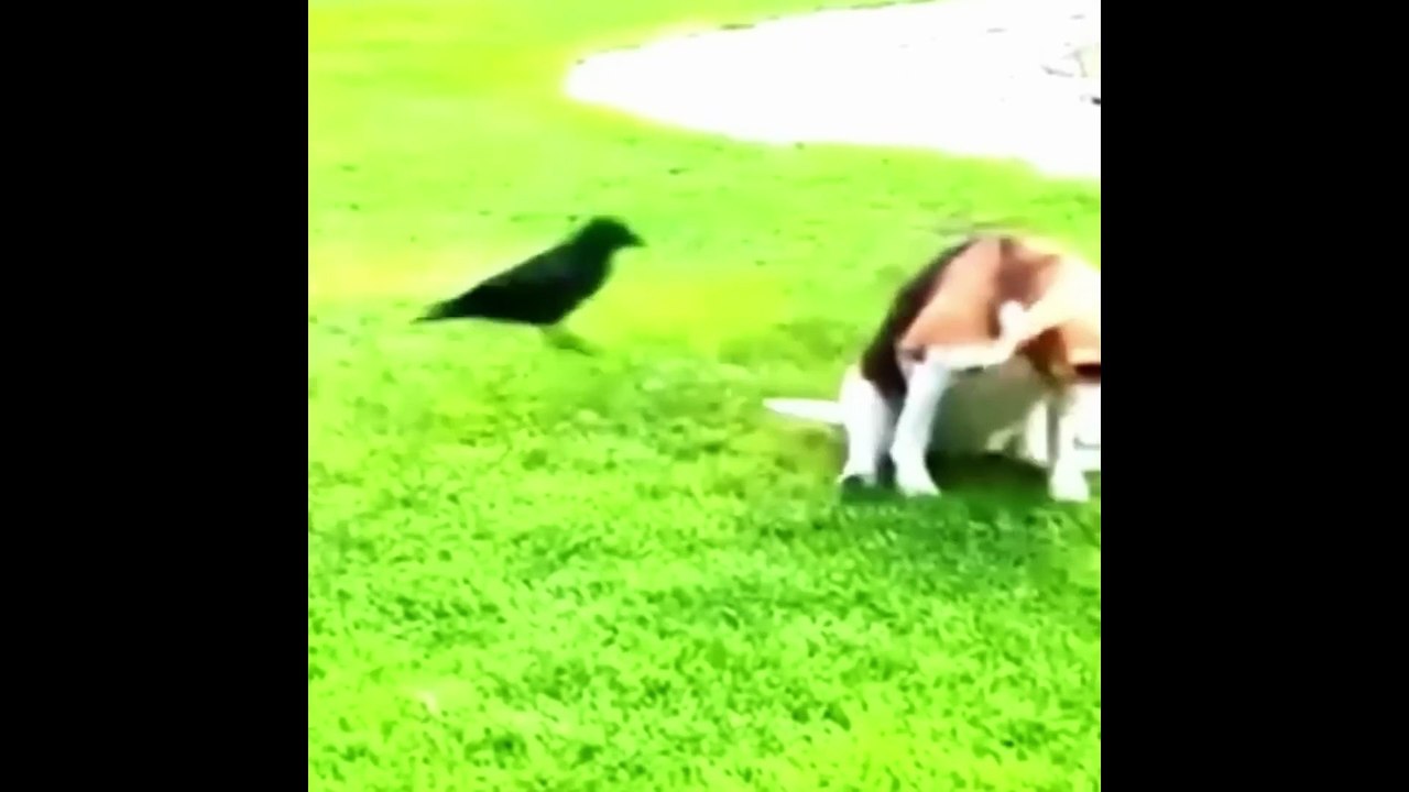 Funniest Cats And Dogs  - Funny Animal Videos