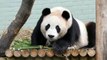 Pandas to leave Edinburgh Zoo | Edinburgh headlines January 4, 2023