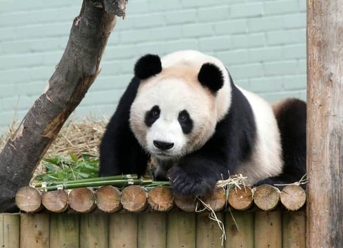 Pandas to leave Edinburgh Zoo | Edinburgh headlines January 4, 2023