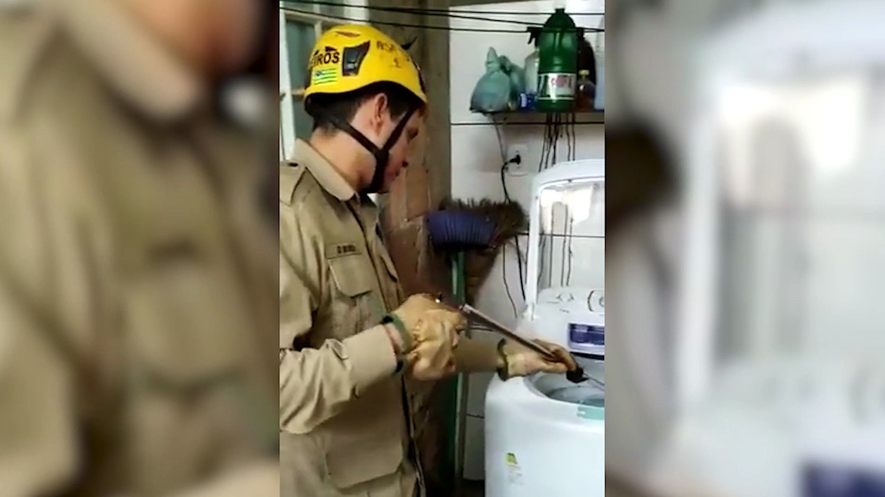 Mulher aciona bombeiros após encontrar jararaca em máquina de lavar roupas