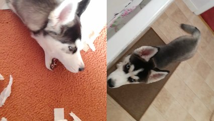 Mischievous husky shows no remorse after thrashing owner's room in her absence