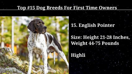 Best dog breeds in the world  #dog #pets #animals