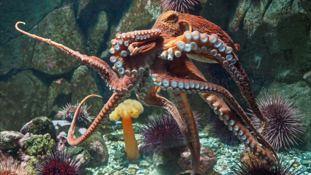 Riesen-oktopus verfängt sich in fischernetz