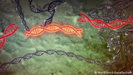 Could gene editing give us climate-resistant crops?