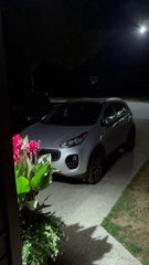 Black Bear Knocks On The Door