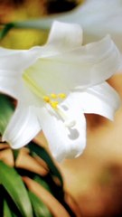 Salât Selam Sana Olsun Efendim