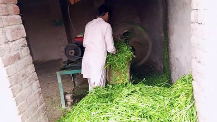 Aaj Janawaron Ka Chaara Banate Hain  || Village Life || Bafellow Food || Rana Shahzad Vlogs