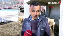 Zonguldak’ta hayvanlarda çiçek hastalığı görüldü