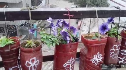 How to Collect Seeds of Aparajita  #January Month #Garden #Work