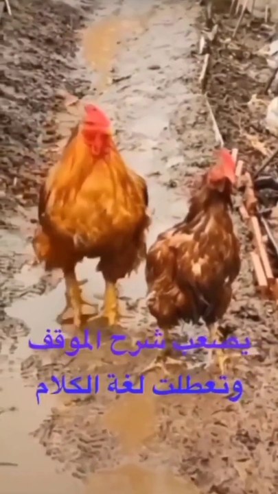 الحب  كل المعاني في هذا الفيديو love