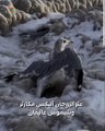 تعود إلى الحياة.. إنقاذ طيور النورس المتجمدة بسبب عاصفة الثلج