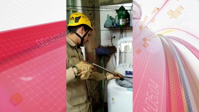 Cobra jararaca é encontrada dentro de lavadora de roupas; assista