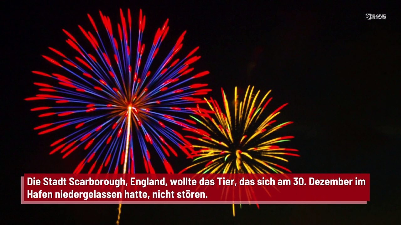 Um Walross nicht zu stören: Stadt sagt Feuerwerk ab