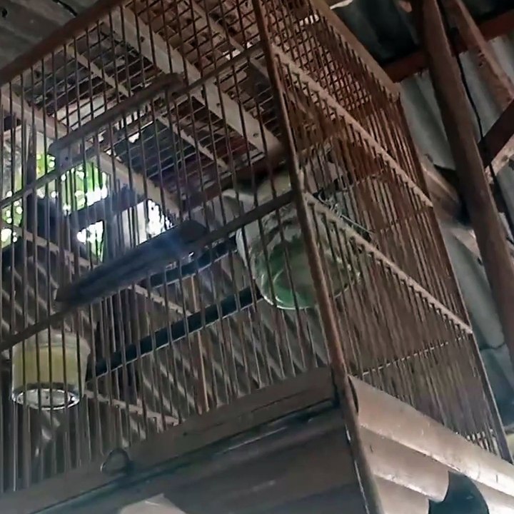 collection bird 11