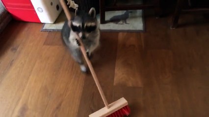 Video with monetization disabled