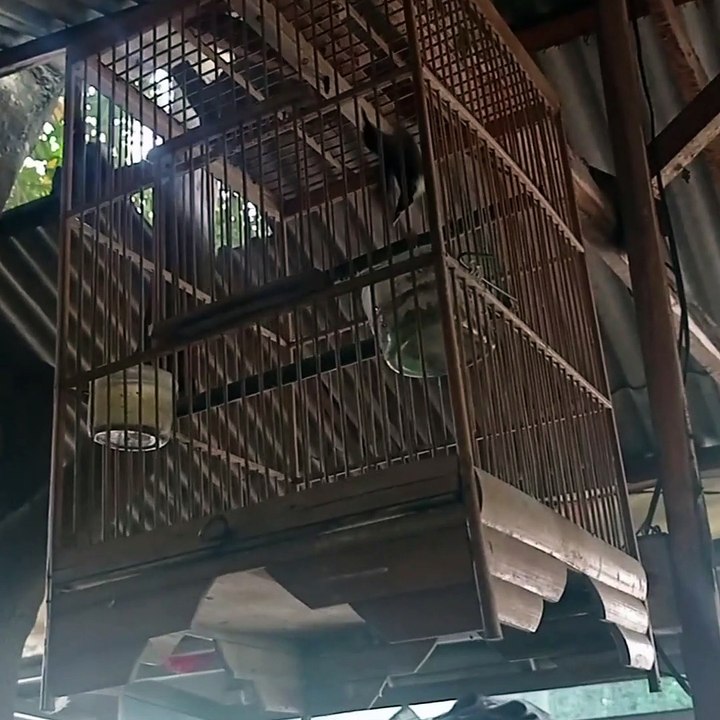 bird collection  6