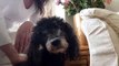 Bobbie-Thierry, a toy poodle, is celebrating his 19th birthday