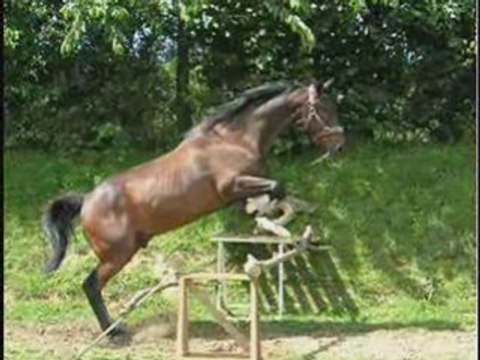 Aramis je t'aime mOn cheval d'amOur !