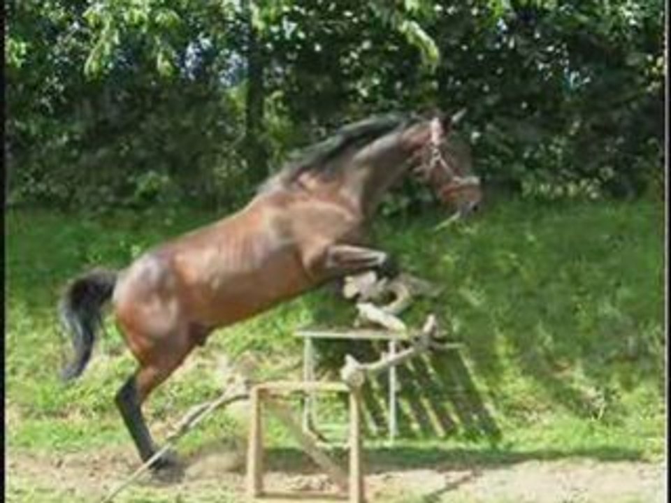 Aramis je t'aime mOn cheval d'amOur !