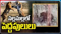 Two Big Tigers Appeared In Nallamala Forest | Nandyal Dist | V6 News