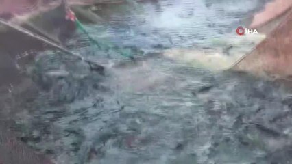 Bozkırın ortasında yetişen Türk somonu Norveç somonuna rakip oldu