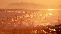 Stunning moment hundreds of swans feed at lake during radiant Chinese sunrise