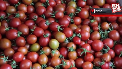 Muğla'dan 2022'de 60 bin ton domates ihraç edildi