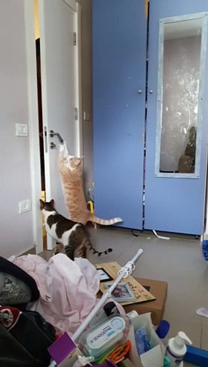 Escape Artist Cats